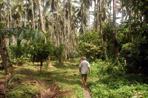Papua - plantacja kakao 1
