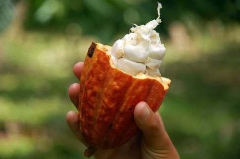 Papua - owoc kakao