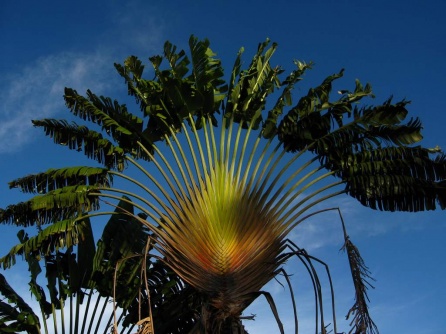 Papua - i palma