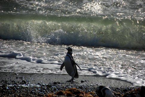 Patagonia - pingwiny 1