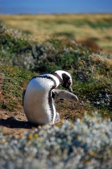 Patagonia - pingwiny 4