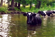 Krowy w rzece -Krutynia (2)