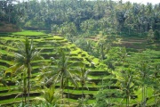 Bali - tarasy ryzowe