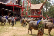Toraja - parada bawolow