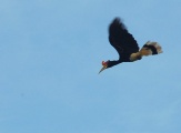 Borneo - hornbill