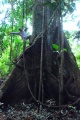 Amazonia - Pacaya Samiria 11